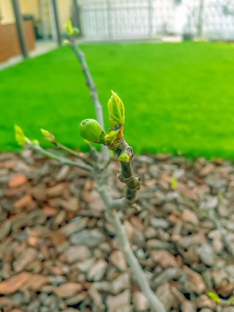 Jeune figuier au début de la saison Ficus carica