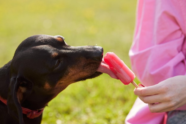 jeune fille avec un chien teckel mangeant de la glace par une journée ensoleillée