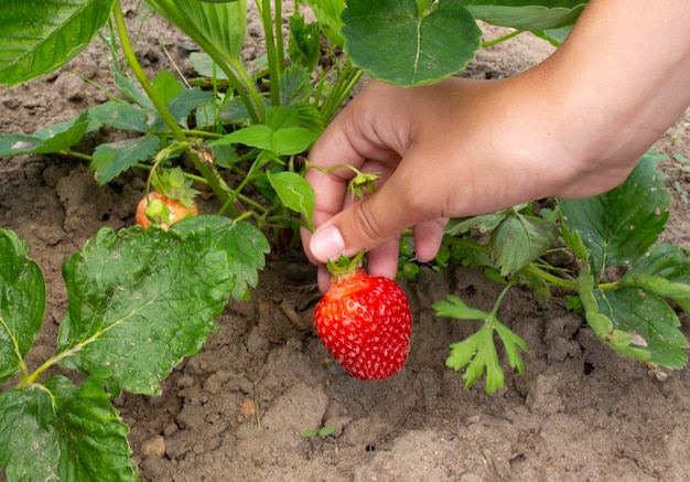 Une jeune fille cueille des fraises mûres d'un buisson