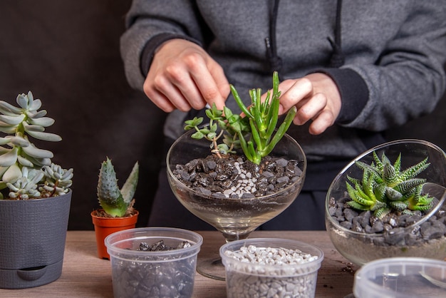 La jeune fille décore une composition de plantes succulentes avec des pierres dans un florarium en verre Loisirs maison fleurs