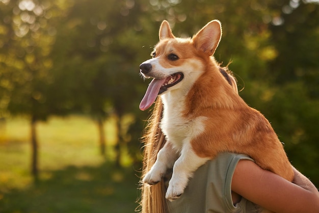 jeune fille étreignant Pembroke Welsh Corgi dans le parc par temps ensoleillé concept de chiens heureux