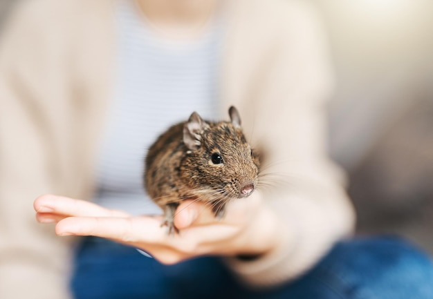 Jeune fille jouant avec un petit écureuil animal degu