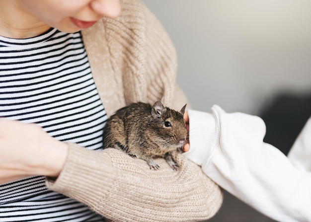 Jeune fille jouant avec un petit écureuil animal degu