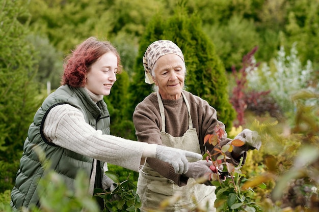 Jeune fille pointant vers un rosier tout en aidant grand-mère dans le jardin