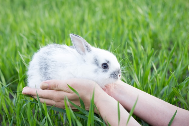 Jeune fille tenant un petit lapin dans un pré vert.