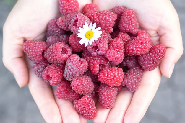 La Jeune Fille Tient Une Framboise Mûre Dans Ses Mains Sur Laquelle Repose Une Fleur De Camomille