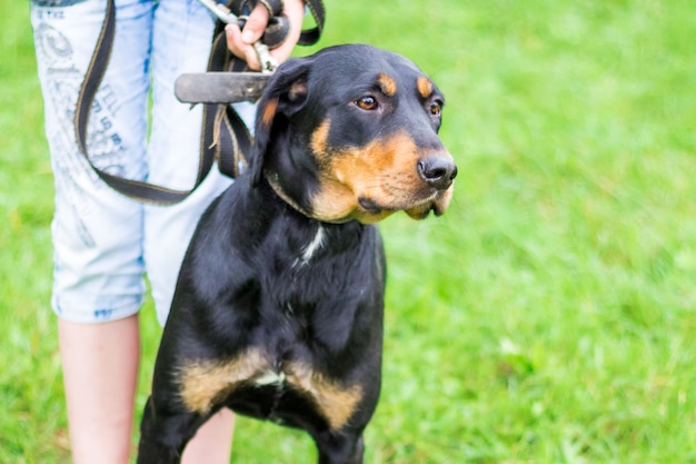 La jeune fille tient en laisse un chien de race Carpates ukrainiennes, chien de montagne ukrainien