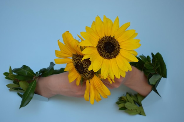 Une jeune fille tient un tournesol, sur fond bleu.