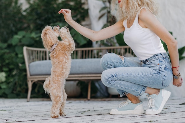 une jeune fille traite un chien maltipoo dans le parc concept d'entraînement de chien maltipu chien