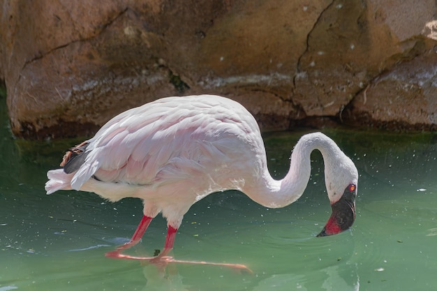 Jeune flamant du Chili Phoenicopterus chilensis avec la lumière du soleil à l'intérieur du lac