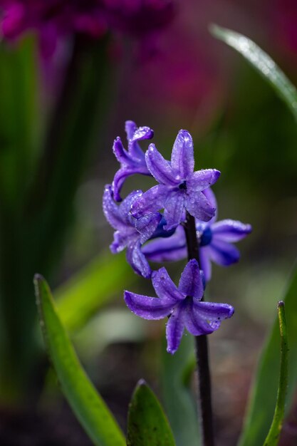 Jeune fleur de jacinthe pourpre dans une journée de printemps ensoleillée macro photographie Blooming garden Hyacinthus