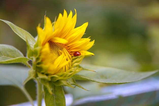 Photo jeune fleur de tournesol en fleurs et coccinelle
