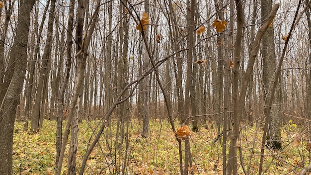 Jeune forêt dense de chêne en automne de l'intérieur