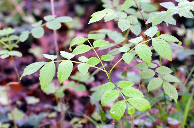 Jeune frêne (Fraxinus excelsior) poussant dans la forêt