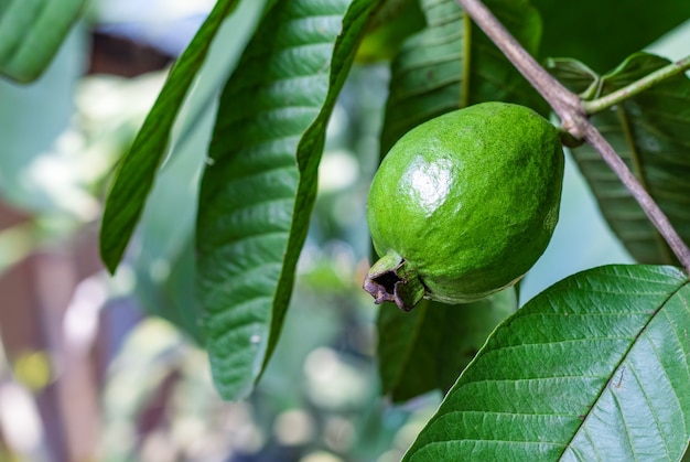 Jeune fruit de goyave sur une branche se bouchent dans le jardin