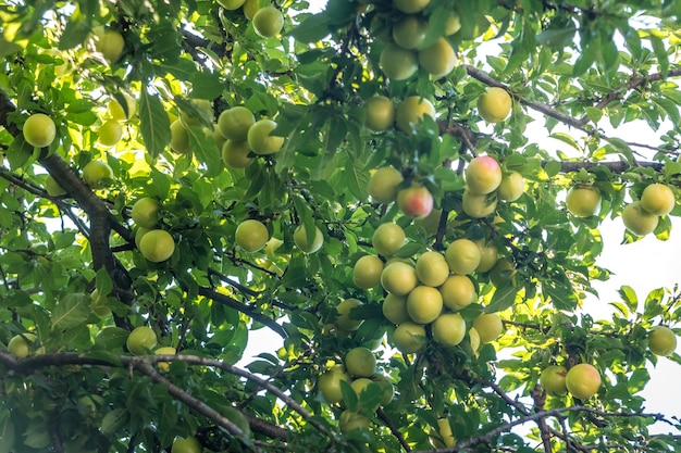 Jeune fruit de prune verte sur un arbre, fruit.