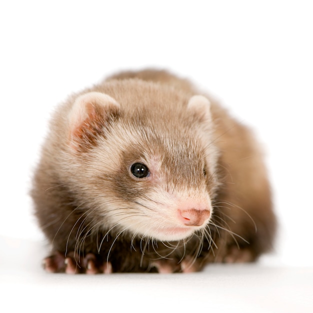 Jeune furet brun isolé