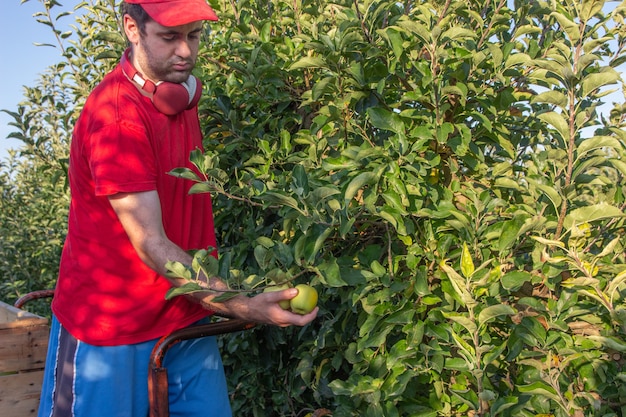 Jeune garçon en chemise rouge et casquette cueillant des pommes écoutant de la musique avec des écouteurs rouges