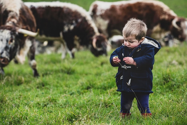 Jeune garçon debout sur un pâturage, avec des vaches Longhorn anglais en arrière-plan.