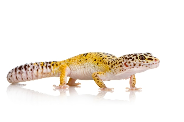Jeune gecko léopard sur blanc