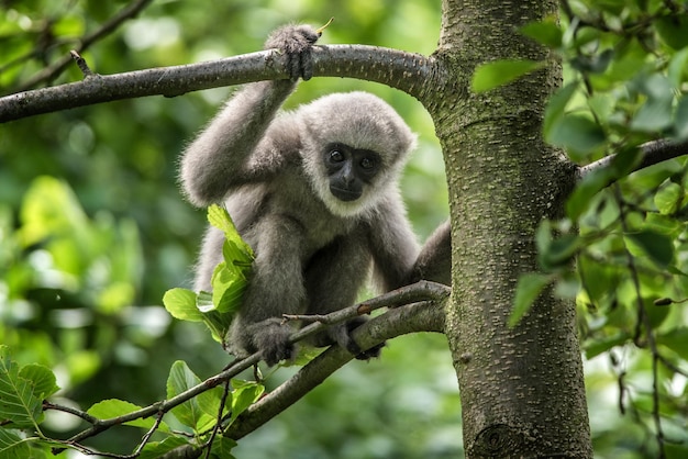 Jeune gibbon argenté