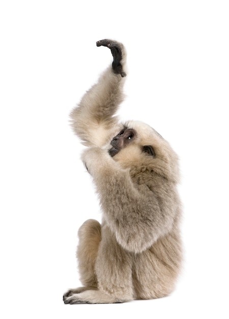 Jeune Gibbon pilé, Hylobates Pileatus, assis