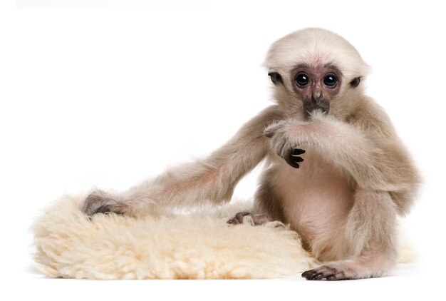 Jeune Gibbon pilé, Hylobates Pileatus, sur tapis