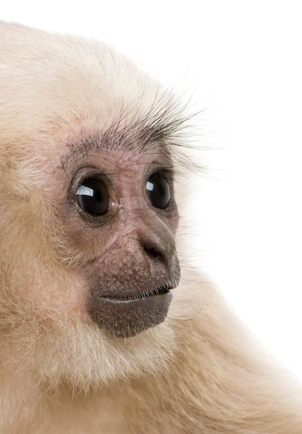 Jeune Gibbon Pilé - Hylobates Pileatus