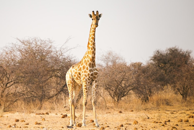 Jeune girafe dans le parc national d'Etosha en Namibie