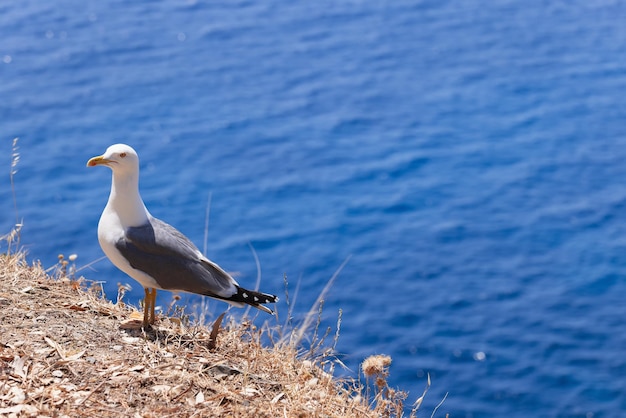 Jeune goéland argenté sur la côte brûlée de l'île d'Elbe contre la mer bleue, province de Livourne, Italie