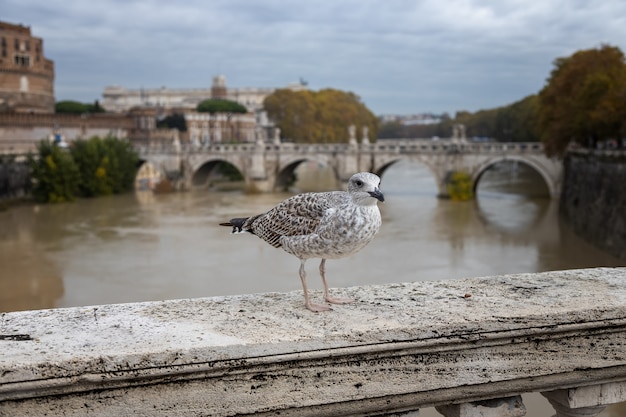 Jeune goéland argenté se trouve sur le parapet d'un pont Rome Italie