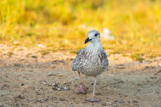 Jeune goéland leucophée solitaire, Larus cachinnans.