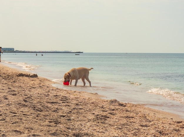 Jeune golden retriever excité sautant et courant sur la plage