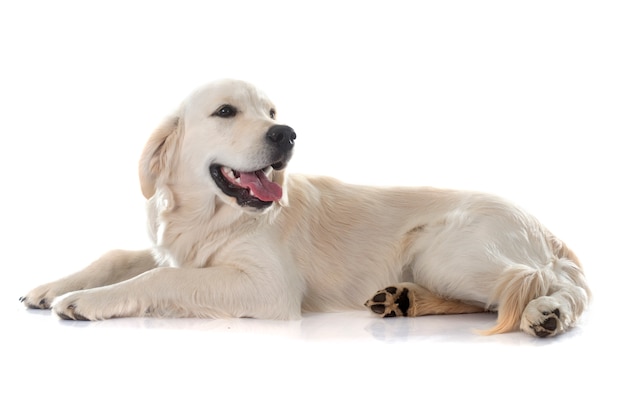 Un jeune golden retriever