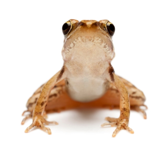 Jeune grenouille rousse, Rana temporaria, in front of white background