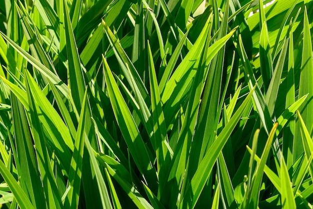 Jeune gros plan de l'herbe verte