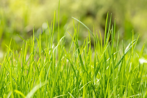 Jeune herbe juteuse verte fraîche sur un fond brouillé au soleil