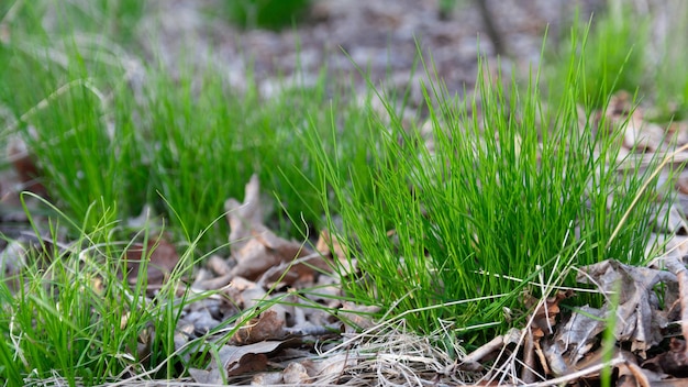 Jeune herbe verte avec des feuilles sèches au printemps Prise de vue macro