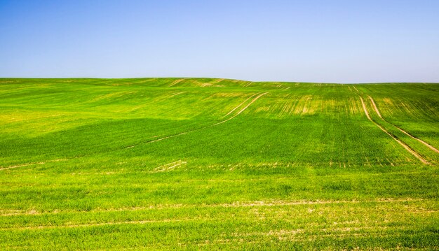 Jeune herbe verte germée en été ou au printemps