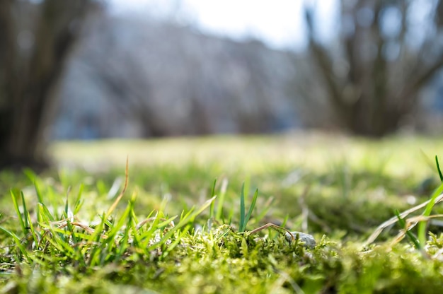 La jeune herbe verte a poussé sur une pelouse en parc avec un fond brouillé