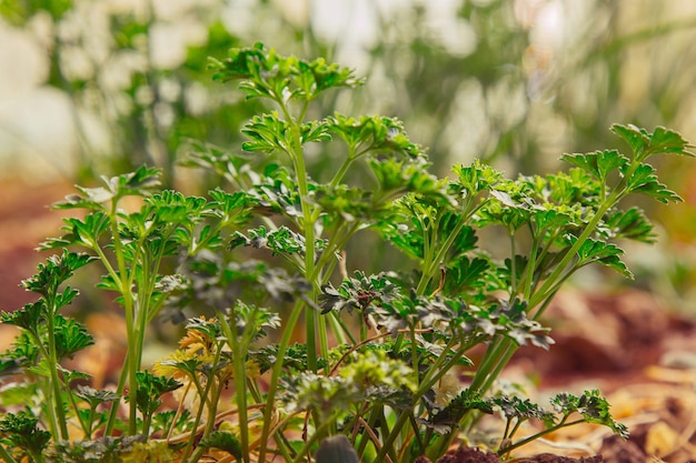 Jeune herbe verte pousse en plein champ dans le jardin