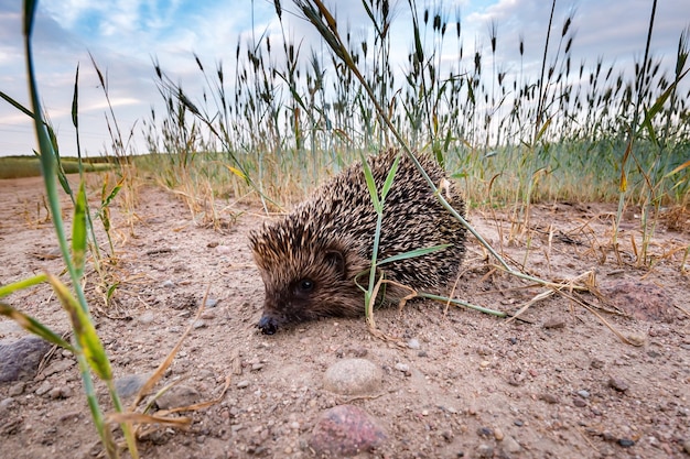 Jeune hérisson dans un champ de blé au coucher du soleil