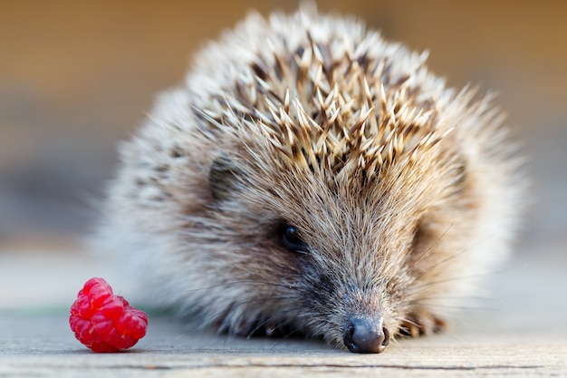 Un jeune hérisson avec une framboise sur un plancher en bois.