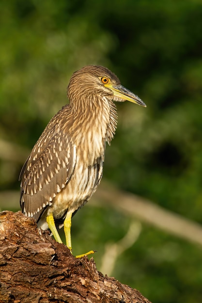 Jeune héron à couronne noire assis sur un arbre