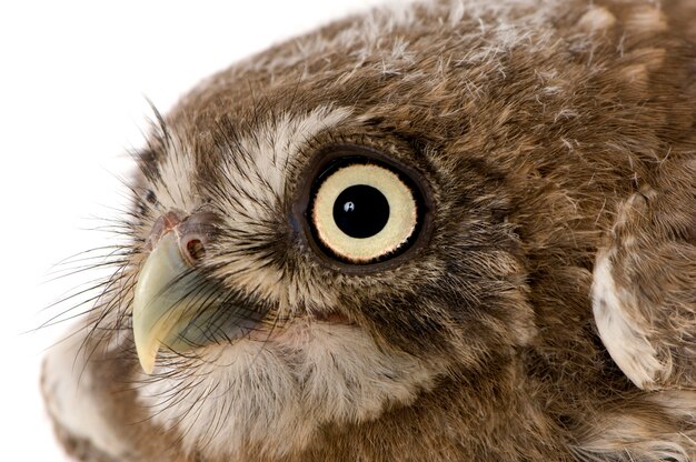 Jeune hibou sur blanc