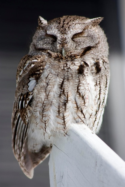 Un jeune hibou à cornes dormant sur une rampe d'escalier