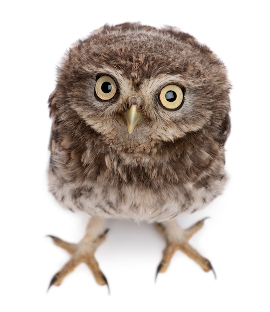 Jeune hibou debout sur blanc isolé