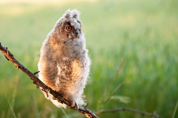 Jeune hibou moyen-duc Asio otus assis sur un bâton