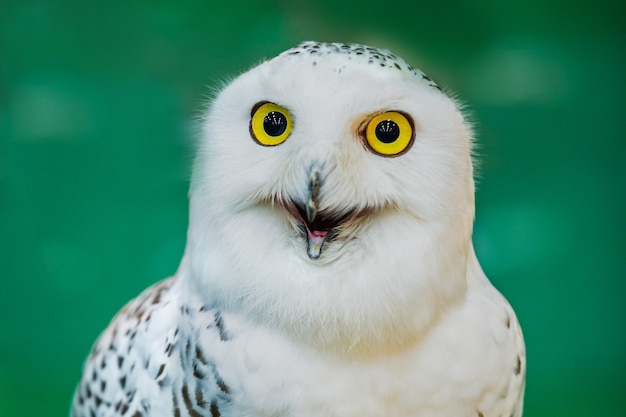 jeune hibou perché sur un gant de cuir