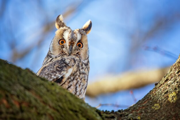 Jeune hibou s'asseoir dans un arbre et à la recherche de l'appareil photo